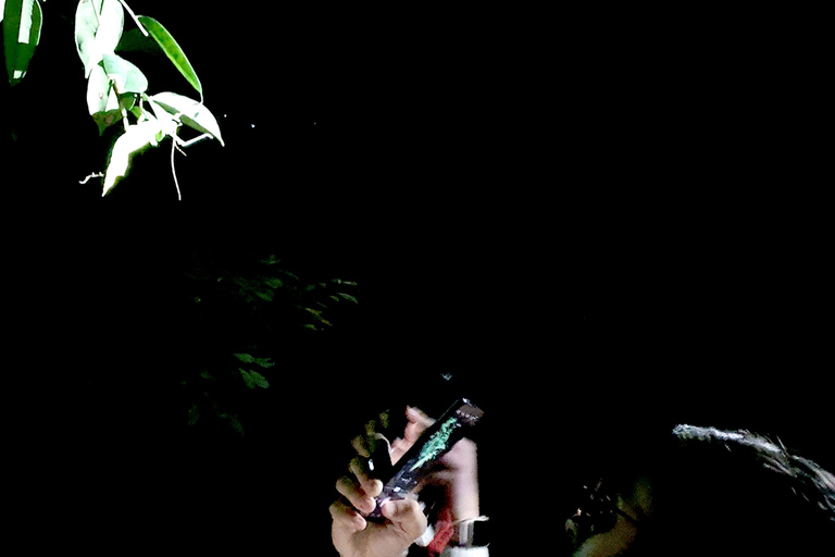 Khao Sok: Half-Day & Night Wildlife Trek and Jungle Dinner Option 6: Half-Day & Night Trek with Dinner From Khao Lak