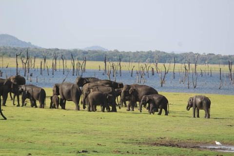 Eersteklas safari-ervaring in het Kaudulla National Park