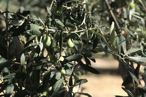 Corinth: Olive Oil Tasting Tour with Transfers