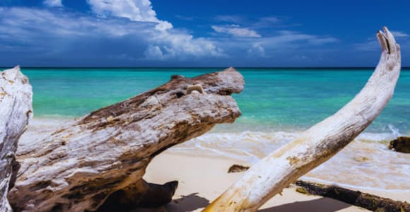 Punta Cana: Catalina Island Snorkeling Tour with Lunch