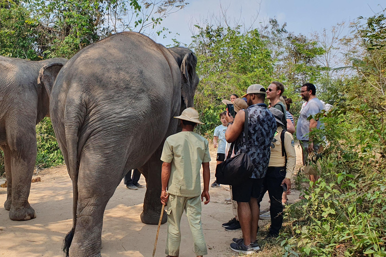 Siem Reap: Small Group Tour of Kulen Elephant Forest