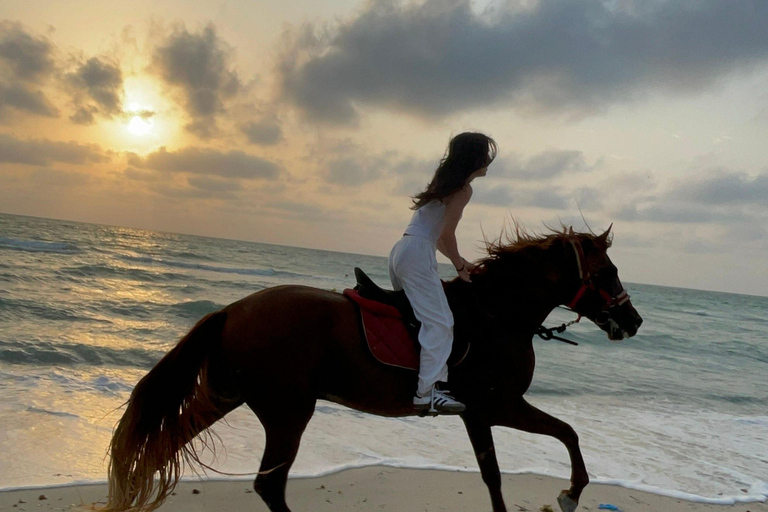 Djerba: 1 hour Horse riding on the beach.