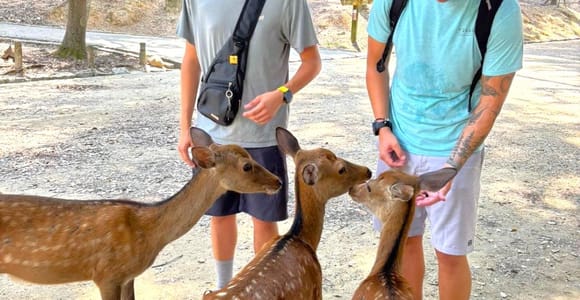 Nara: Halbtagestour private Tour zu 4 sehenswerten Orten und Hirschpark