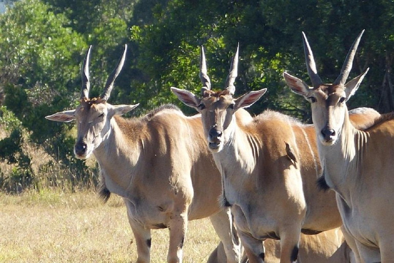 Nairobi: Ol Pejeta Conservancy Day Trip with Game Drives