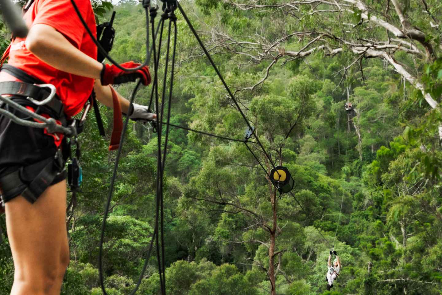 Gold Coast: Tamborine Mountain Canyon Flyer Zipline Tour - Gold Coast: Tamborine Mountain Canyon Flyer Zipline Tour