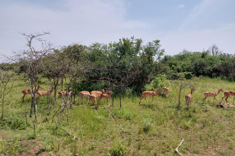 Safari dans le parc national de l'Akagera : Une journée de merveilles fauniques