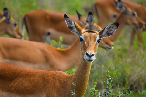 Vanuit Nairobi: 3 dagen, 2 nachten Maasai Mara-groepssafari met terreinwagen