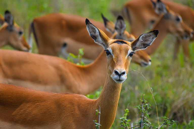 Vanuit Nairobi: 3 dagen, 2 nachten Maasai Mara-groepssafari met terreinwagen