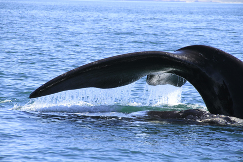 From Puerto Madryn: Full-Day Valdes Peninsula Tour
