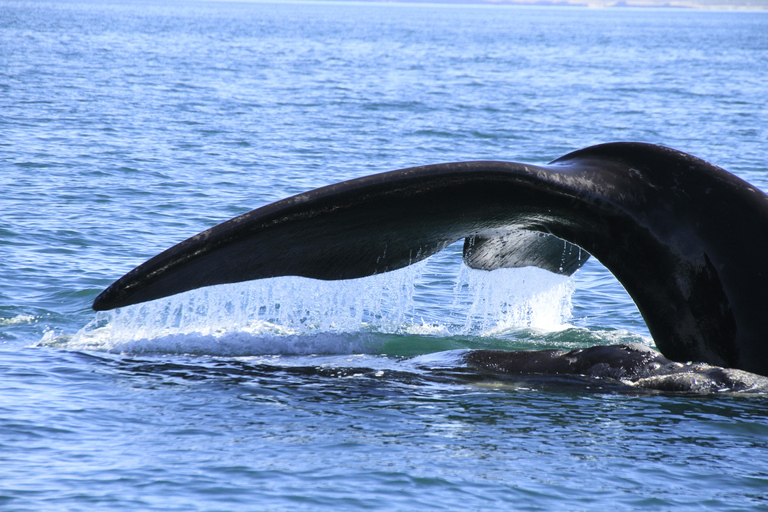 From Puerto Madryn: Full-Day Valdes Peninsula Tour