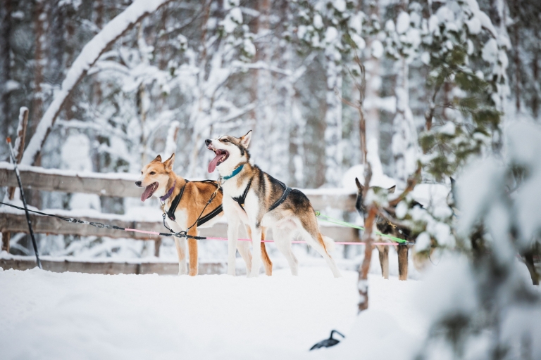 Rovaniemi: sneeuwscootertocht met rendierboerderijervaring
