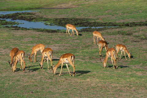 Victoria Falls: Night Safari, Bush Dining & Star Wisdom