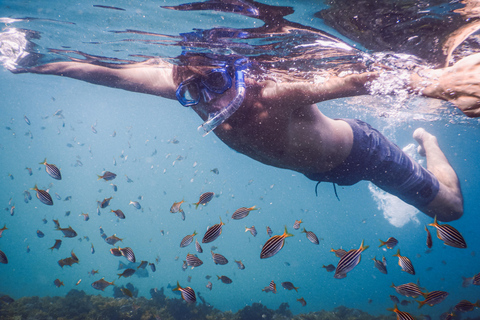 Excursion de plongée avec masque et tuba : Découvrez la vie marine impressionnante de Sydney