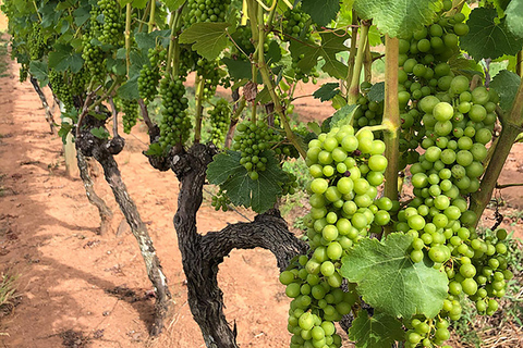 Rio de Janeiro: winery tour with wine tasting experience