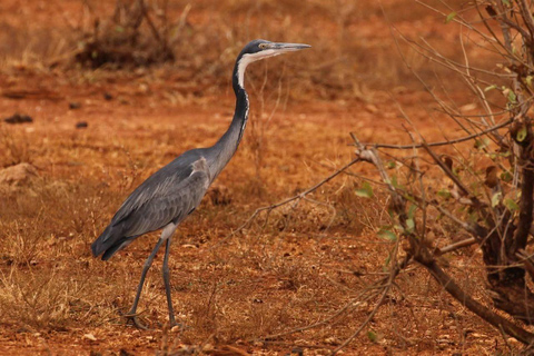 Mombasa/Diani: Taita Hills 2-Day Safari with Meals & Pickup