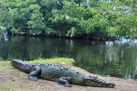 Desde Huatulco: Excursión Ecológica Cocodrilos y TortugasServicio Privado en Vehículo Avanza