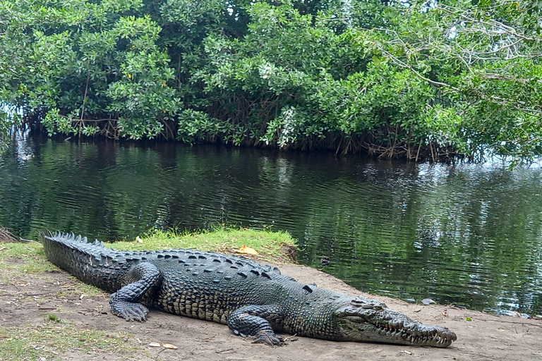 Desde Huatulco: Excursión Ecológica Cocodrilos y TortugasServicio Privado en Vehículo Avanza
