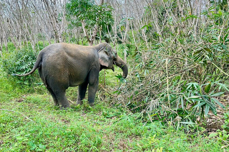 Khao Lak: waterval, zeeschildpad, olifanten verzorgen, maaltijd en transferKhao Lak: waterval, zeeschildpad, raften en olifanten verzorgen en maaltijd
