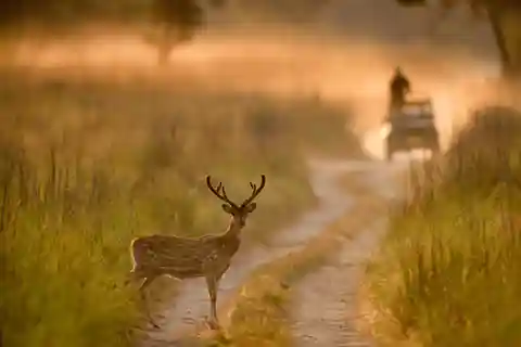 From Delhi: 2-Day Jim Corbett Wildlife Safari Tour by Car