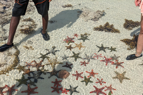 Zanzibar : excursion de plongée avec tuba et voile au récif de Kiwengwa