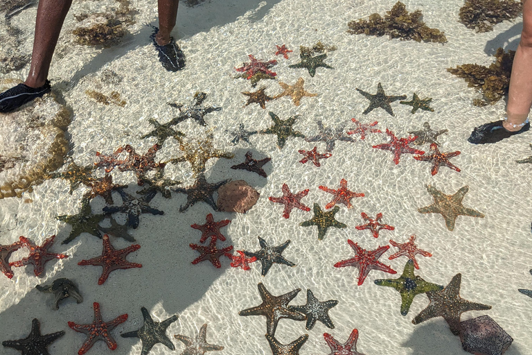 Zanzibar : excursion de plongée avec tuba et voile au récif de Kiwengwa