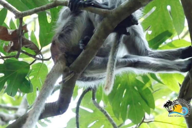 Zanzibar: Stone Town, Jozani Forest, Turtle Swim & The Rock Tour Without Hotel Transfer