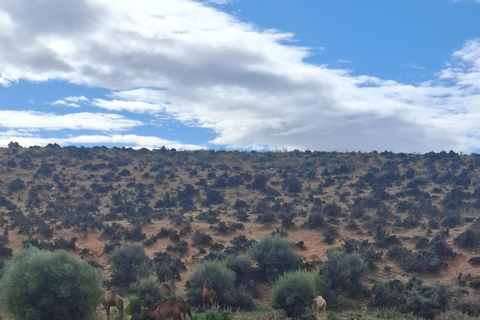 From Tunis: Berber Heritage & Organic Olive Oil Tasting Tour Tunis-Hammamet: Organic Olive Oil Mill Tour & Tasting