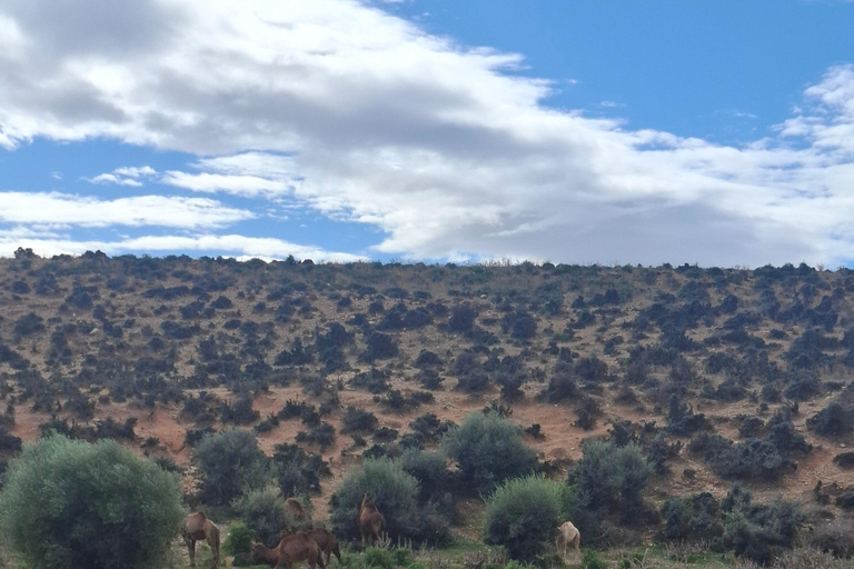 From Tunis: Berber Heritage & Organic Olive Oil Tasting Tour Tunis-Hammamet: Organic Olive Oil Mill Tour & Tasting