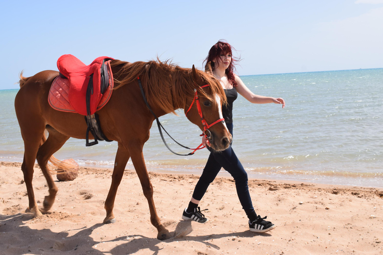 Hurghada: Swimming & Horse riding with FREE Photos & Videos 2-Hour Horse Swimming & Photos with Transfer