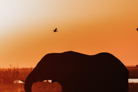 Chobe River Private 3 Hour Boat Safari