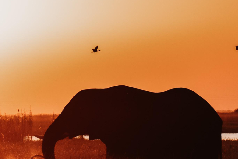 Chobe River Private 3 Hour Boat Safari