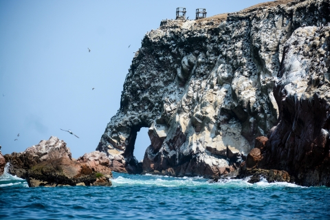 Nada con leones marinos en la Isla Palomino