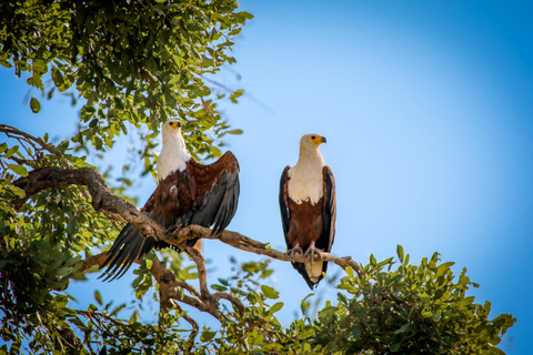 Zambezi National Park: Extended Game Drive With Snacks