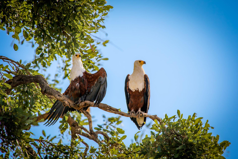 Zambezi National Park: Extended Game Drive With Snacks
