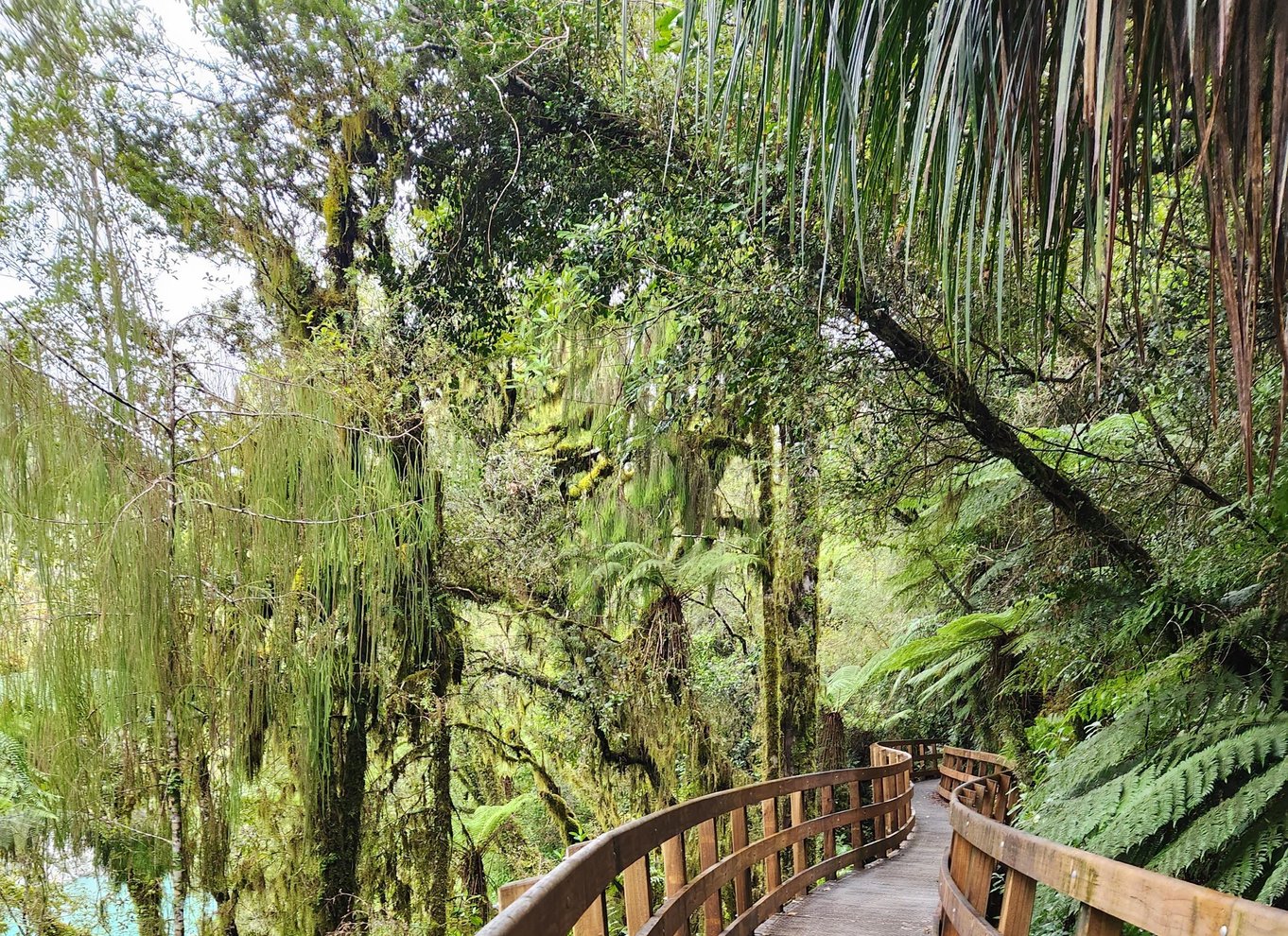 Greymouth: Hokitika Gorge og Tree Top Walkway halvdagstur