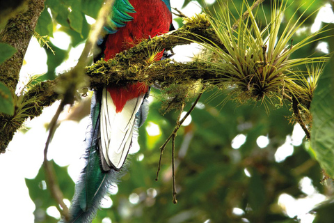 Boquete: Birdwatching in the wild, Chiriquí Boquete, Chiriquí: The charm of birds