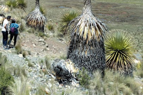 Huaraz : Journée complète Nevado Pastoruri + Eaux gazeuses