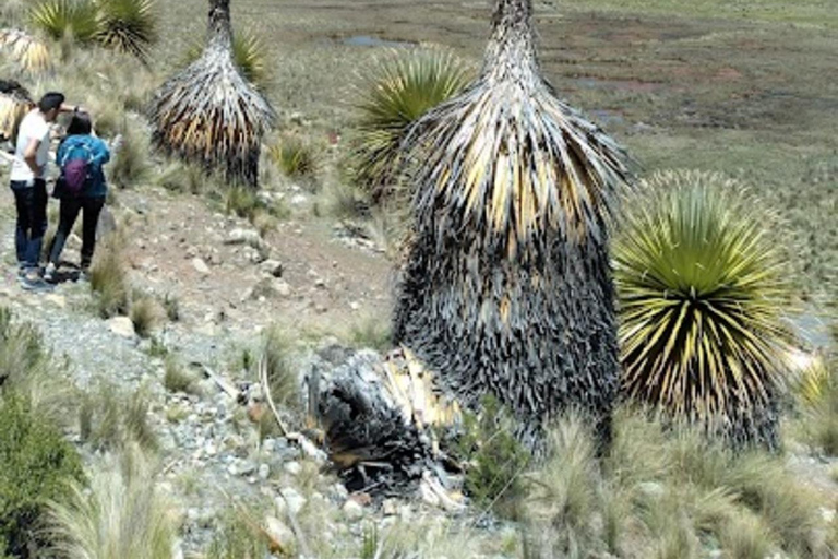 Huaraz: giornata intera Nevado Pastoruri + acque frizzanti