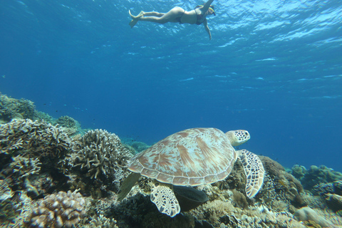 Gili Trawangan: Privat snorkling (korall, statyer, sköldpaddor)