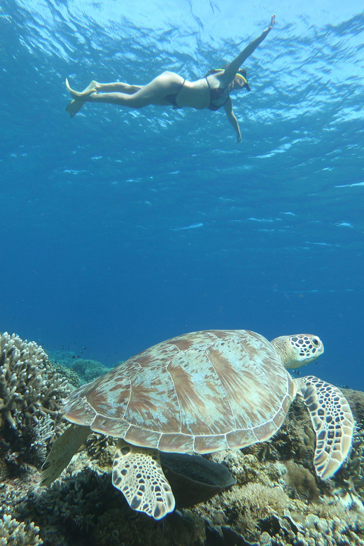 Gili Trawangan: Snorkeling privat (corali, statui, țestoase)