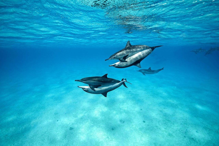 Zanzibar: Dolphin Swim & Snorkeling Guided Tour