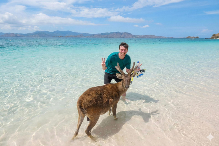 From Gili Trawangan: Whale Shark & Komodo 4-Day Adventure