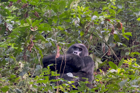 8-dagars vandringsresa med gorillor i Rwanda, Uganda och Kongo (DRC)