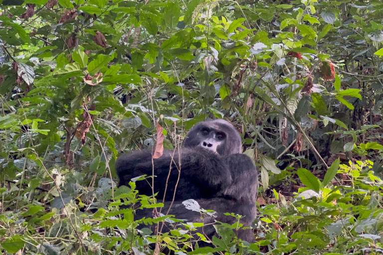 8-tägige Gorilla Trekking Reise durch Ruanda, Uganda und den Kongo (DRC)