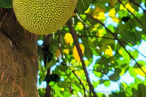 Wyspa Pemba: wycieczka po farmie przypraw, Chake Chake i PujiniWyspa Pemba: wycieczka do farmy przypraw, Chake Chake i Pujini