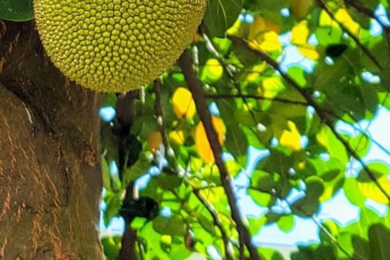 Wyspa Pemba: wycieczka po farmie przypraw, Chake Chake i PujiniWyspa Pemba: wycieczka do farmy przypraw, Chake Chake i Pujini