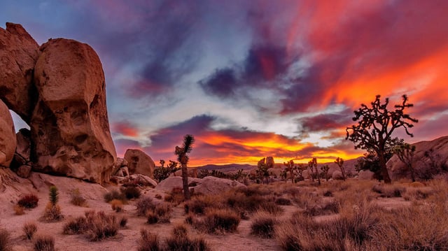 Joshua-Tree-Nationalpark: Tagestour ab Los Angeles
