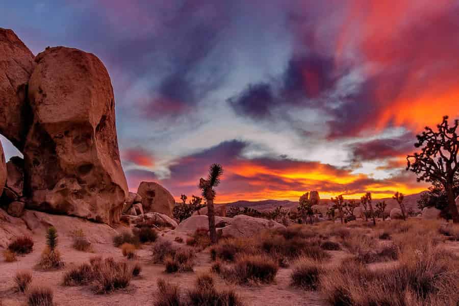 Joshua-Tree-Nationalpark: Tagestour ab Los Angeles. Foto: GetYourGuide