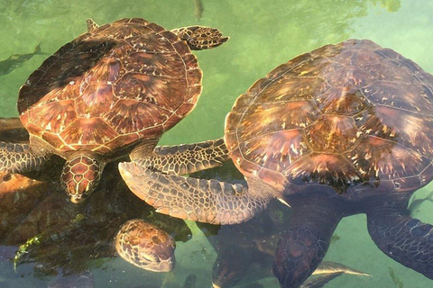 Feeding and Swimming with freandly Sea Turtles at Nungwi