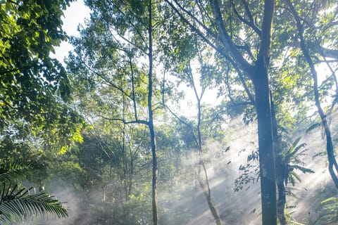 Kuala Lumpur: Bukit Gasing Guided Hike